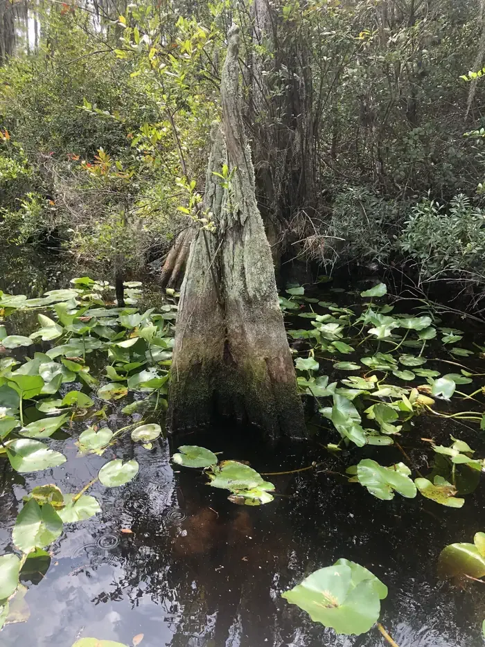 Okefenokee National Wildlife Refuge Overnight Camping Permit