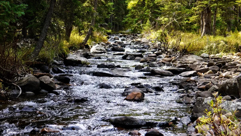 SOUTH FORK (WYOMING)