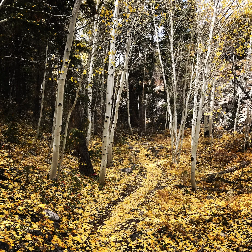 Lehman Creek Trailhead