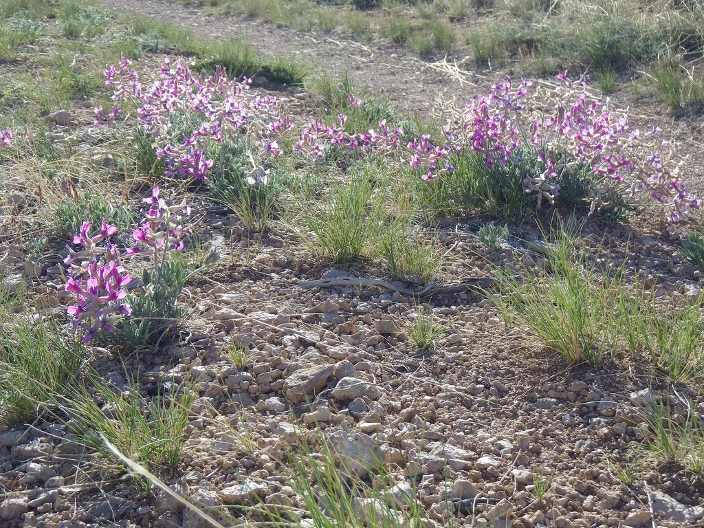 Mouth of the Canyon Trail