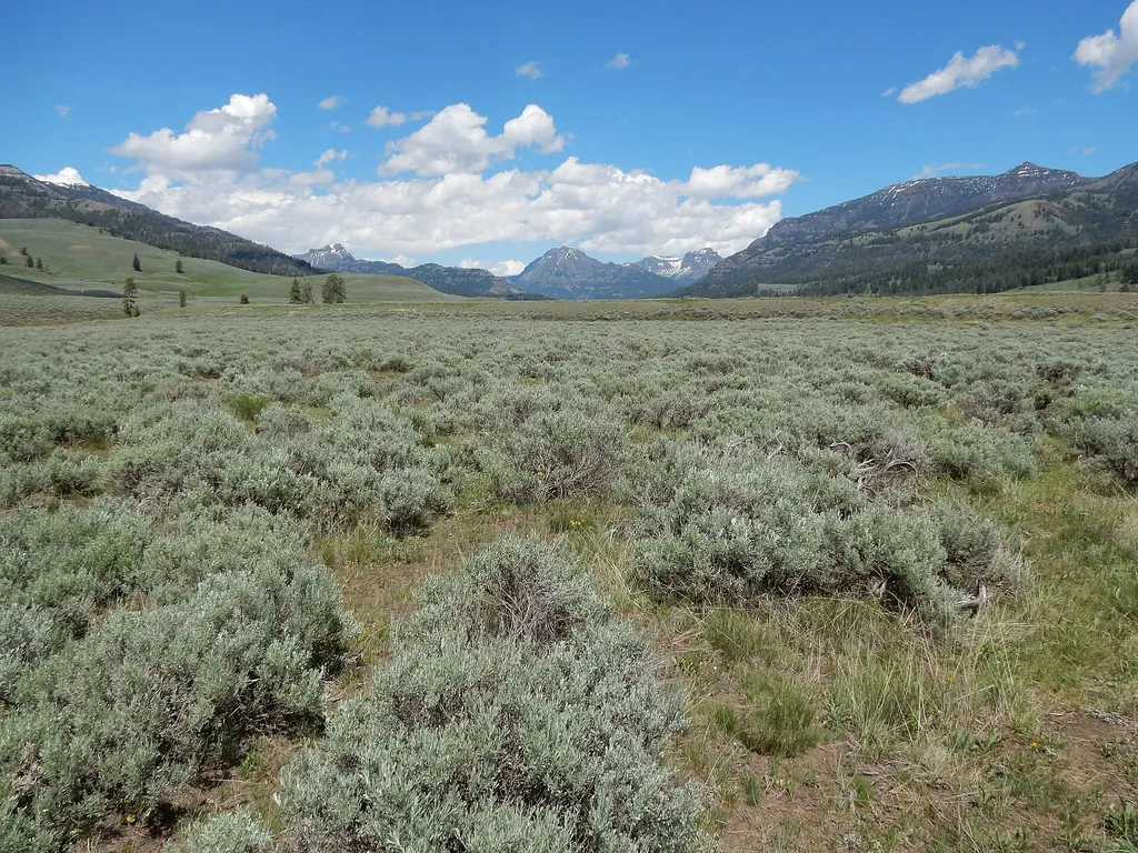 Lamar Valley - Wolf Watching
