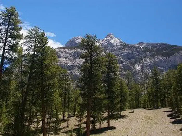 FOXTAIL GRP PICNIC AREA