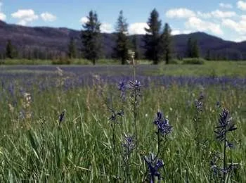 Arizona Meadows Turnout