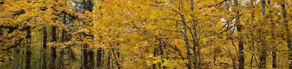 Beaver Campground
