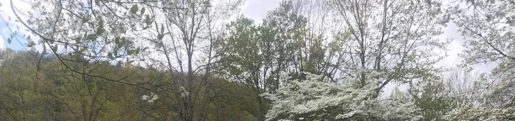 Rocky Bluff Campground