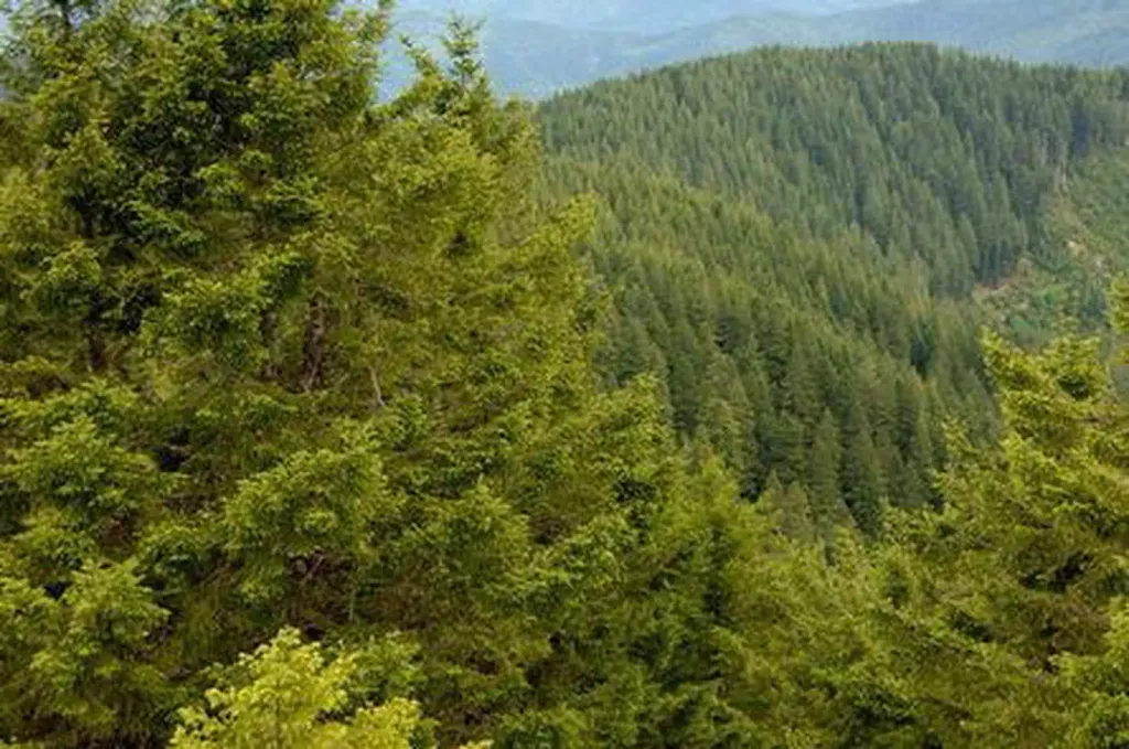 BALD KNOB LOOKOUT