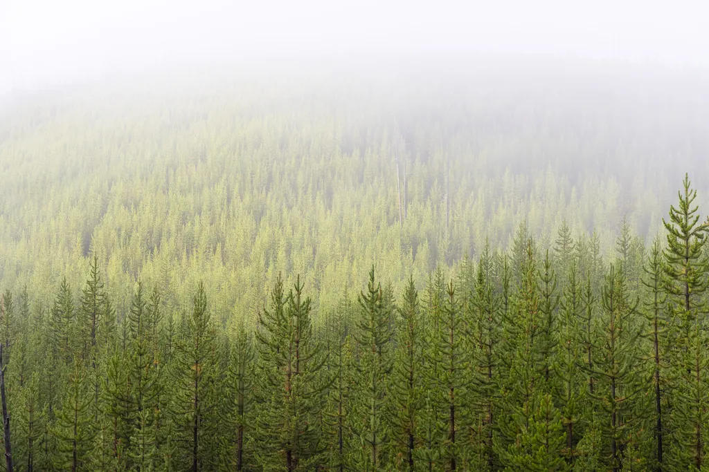 Lodgepole Pines