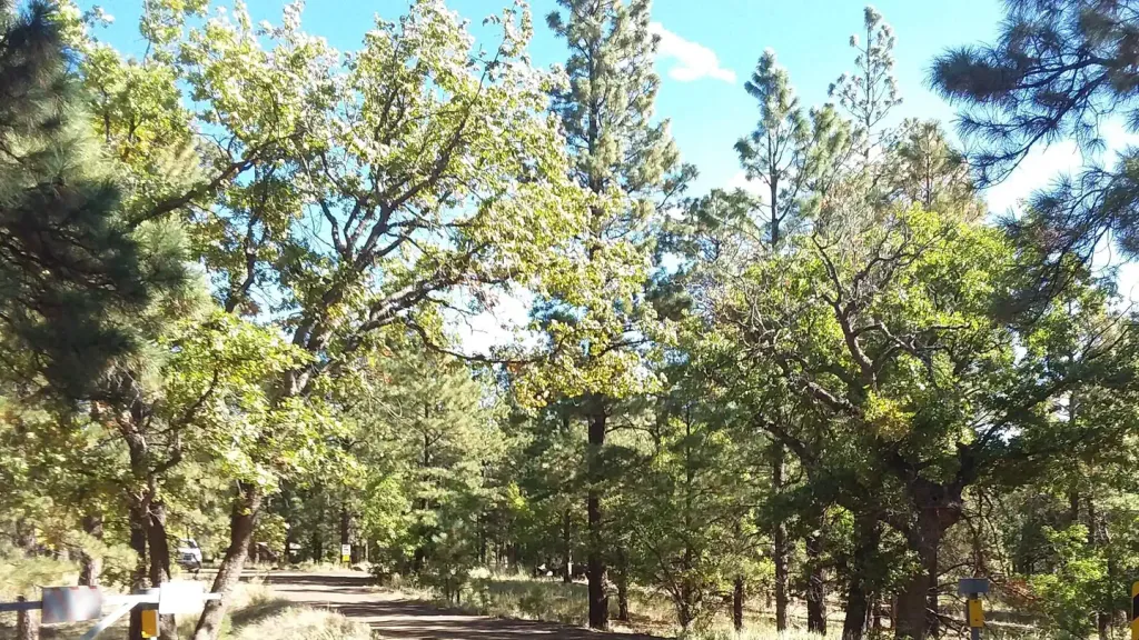 LITTLE ELDEN SPRINGS HORSECAMP