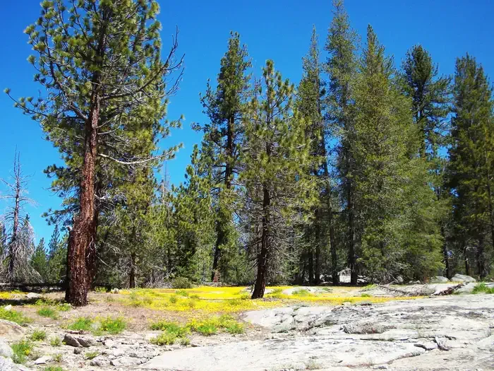 Big Meadows Cabin (CA)