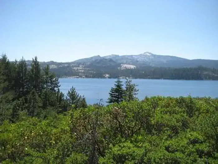 RED FIR