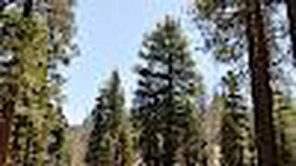 BUTTERCUP GROUP CAMP