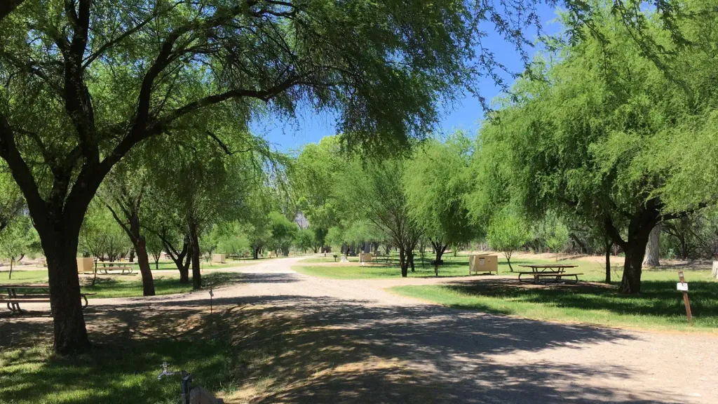 Cottonwood (Big Bend, TX)