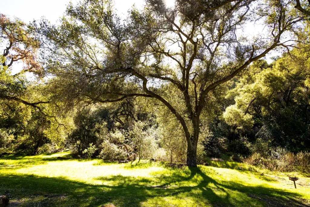 FREMONT CAMPGROUND
