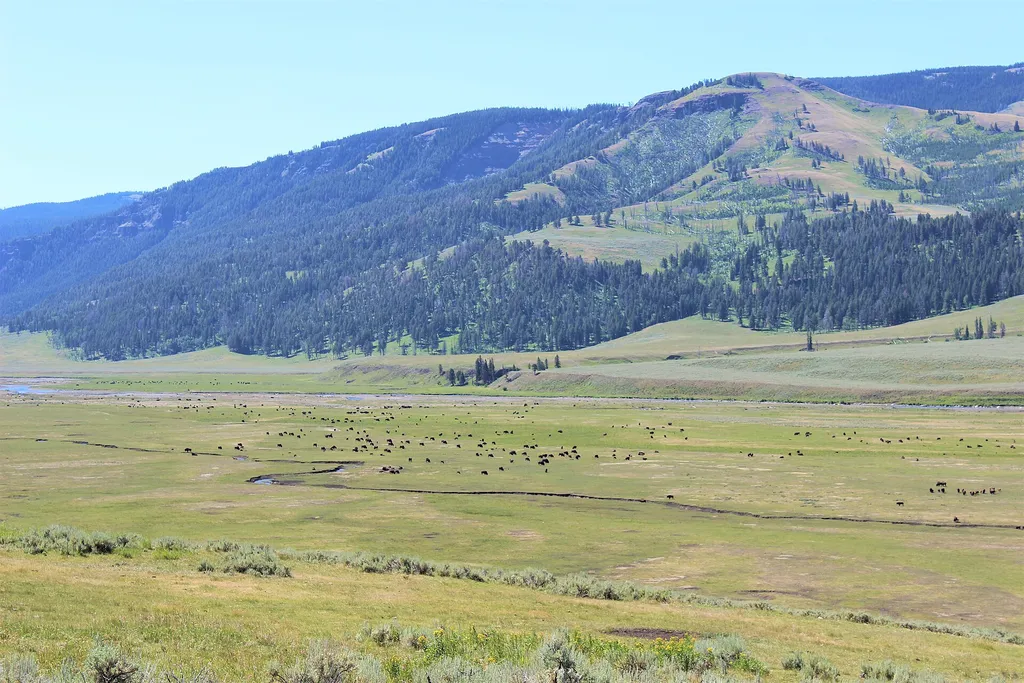 Lamar Valley - Predators and Prey