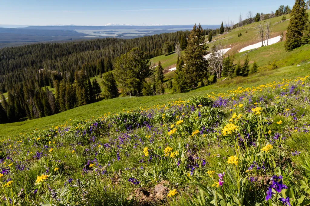 Dunraven Pass