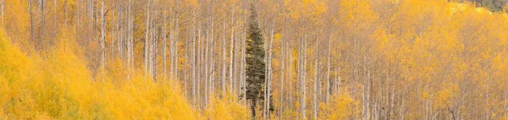 JUMBO CAMPGROUND